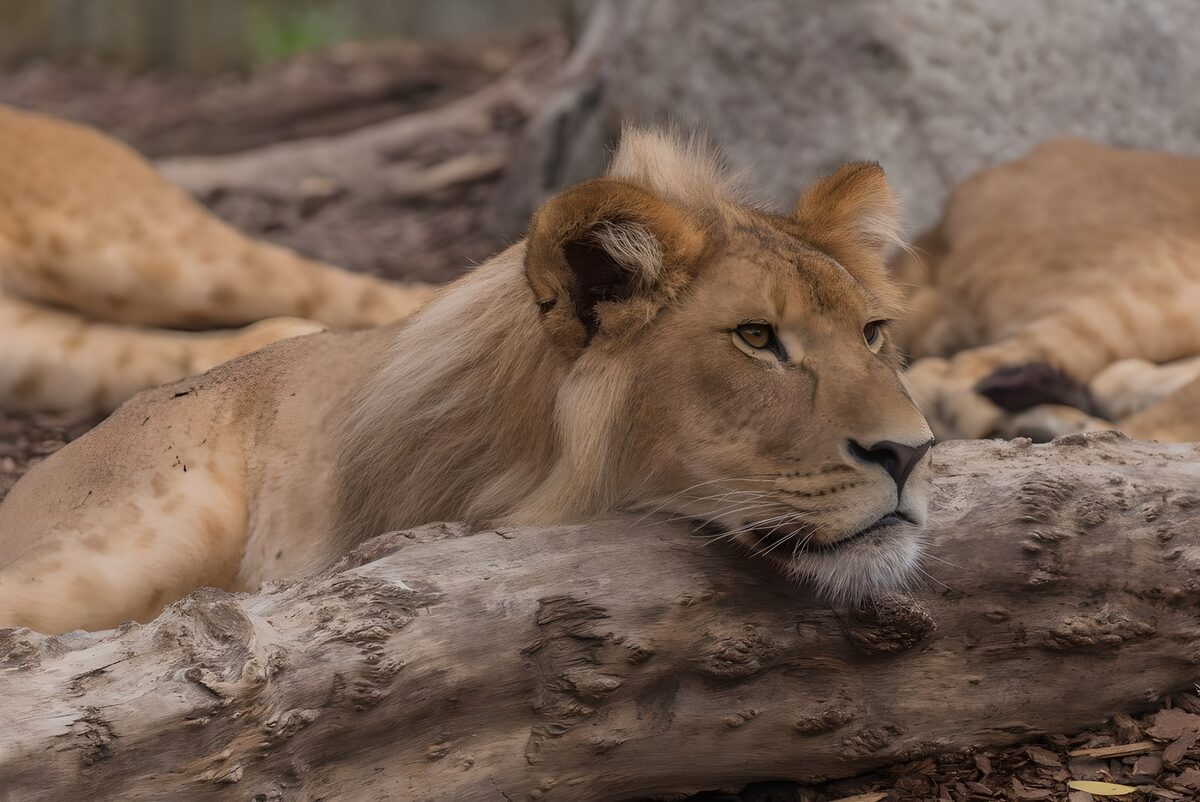 OCUK50624: Majestic Lioness in Serenity