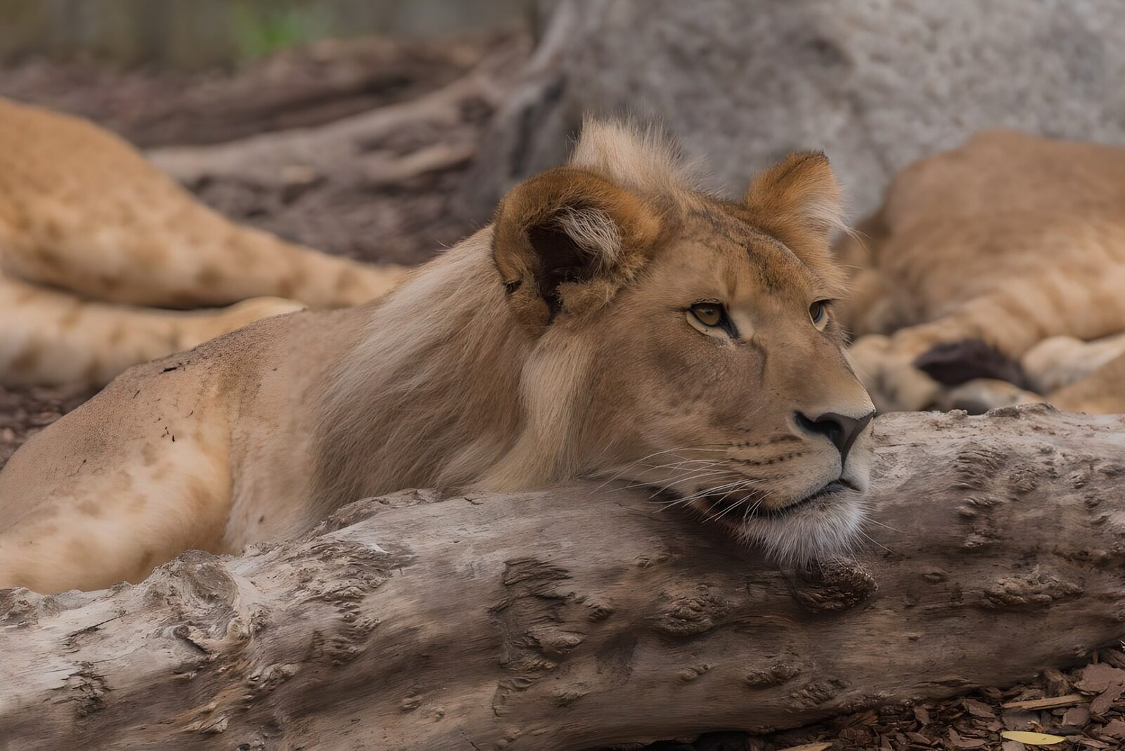 OCUK50624: Majestic Lioness in Serenity