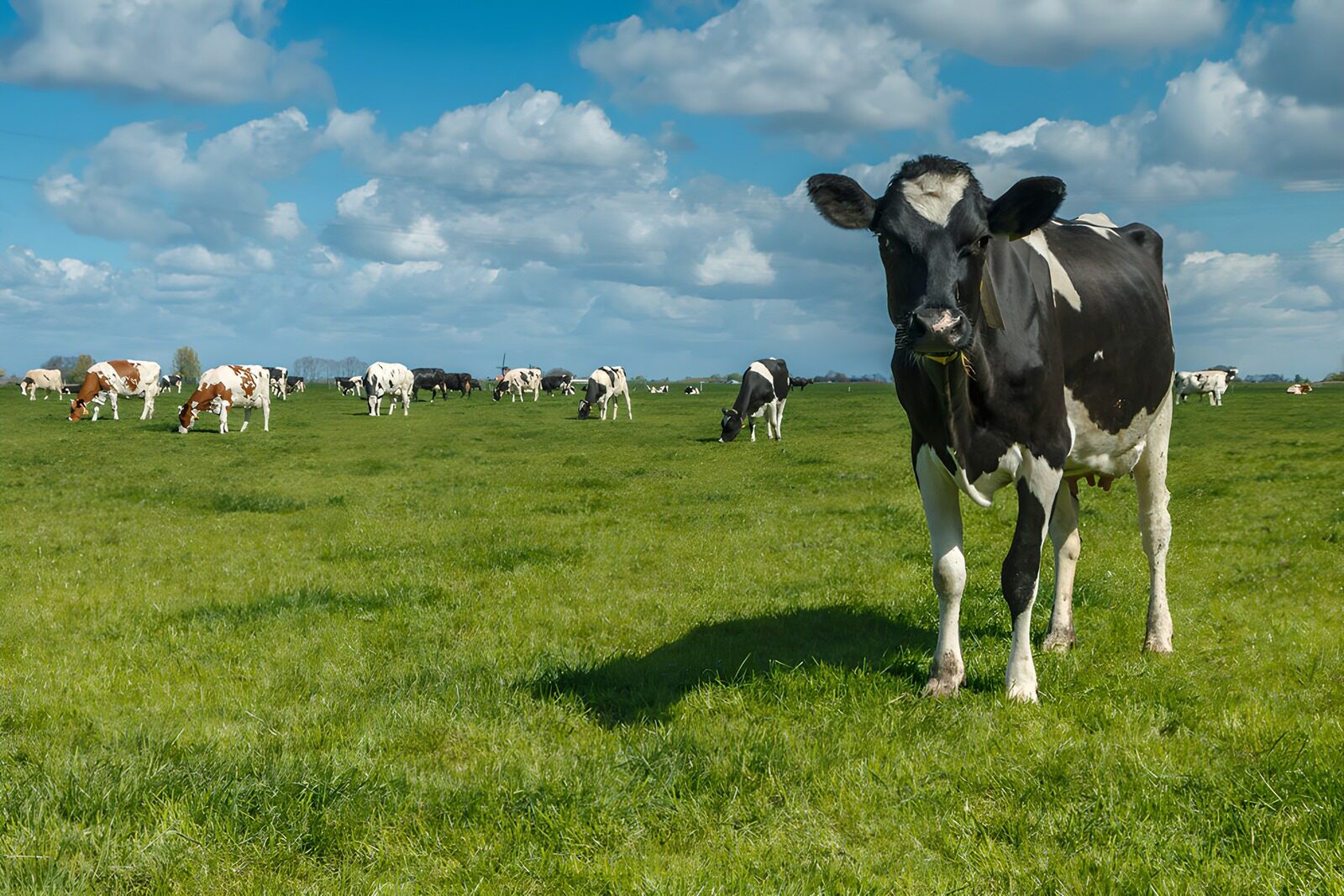 OCUK63413: Peaceful Pasture with Grazing Cows