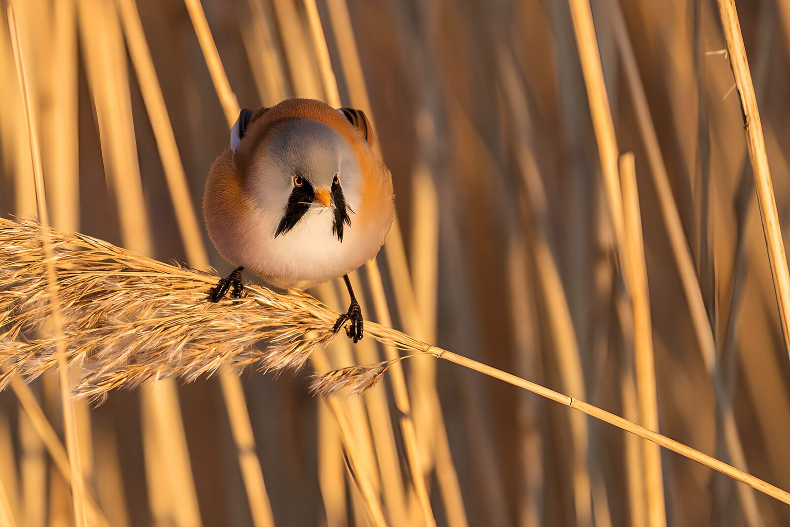 OCUK55704: Bearded Reedling in Golden Reeds