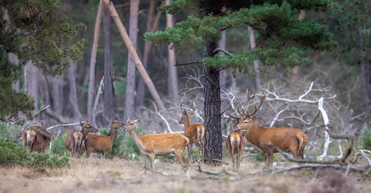 OCUK65777: Majestic Deer in Serene Woodland