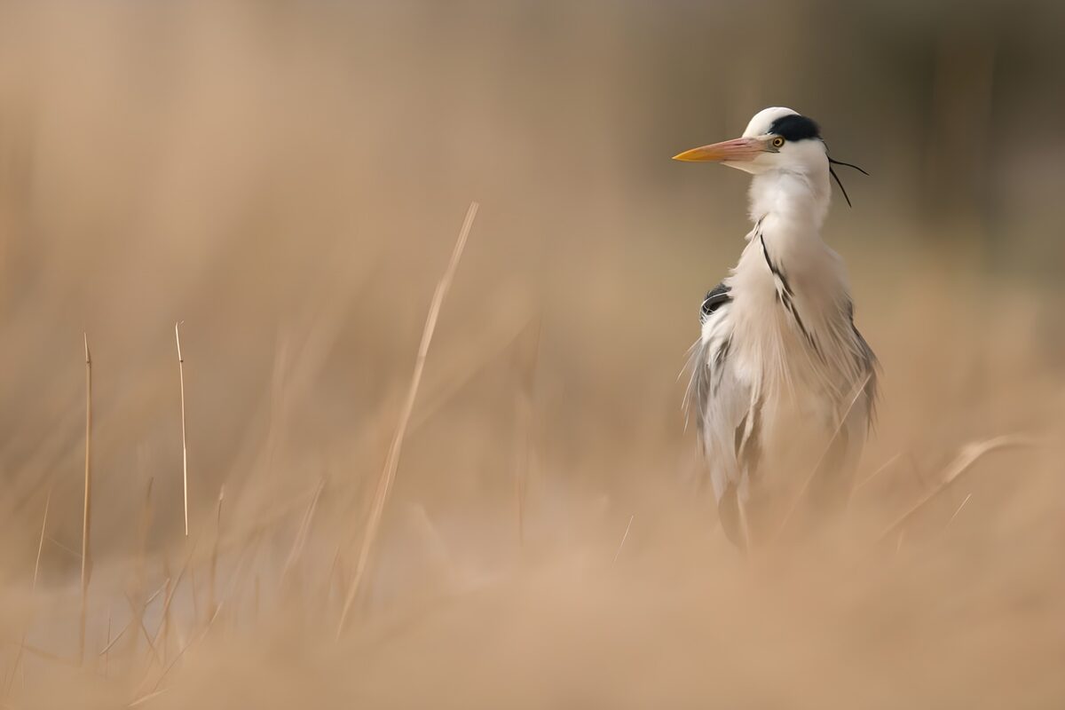 OCUK64765: Elegant Heron in Tall Grass