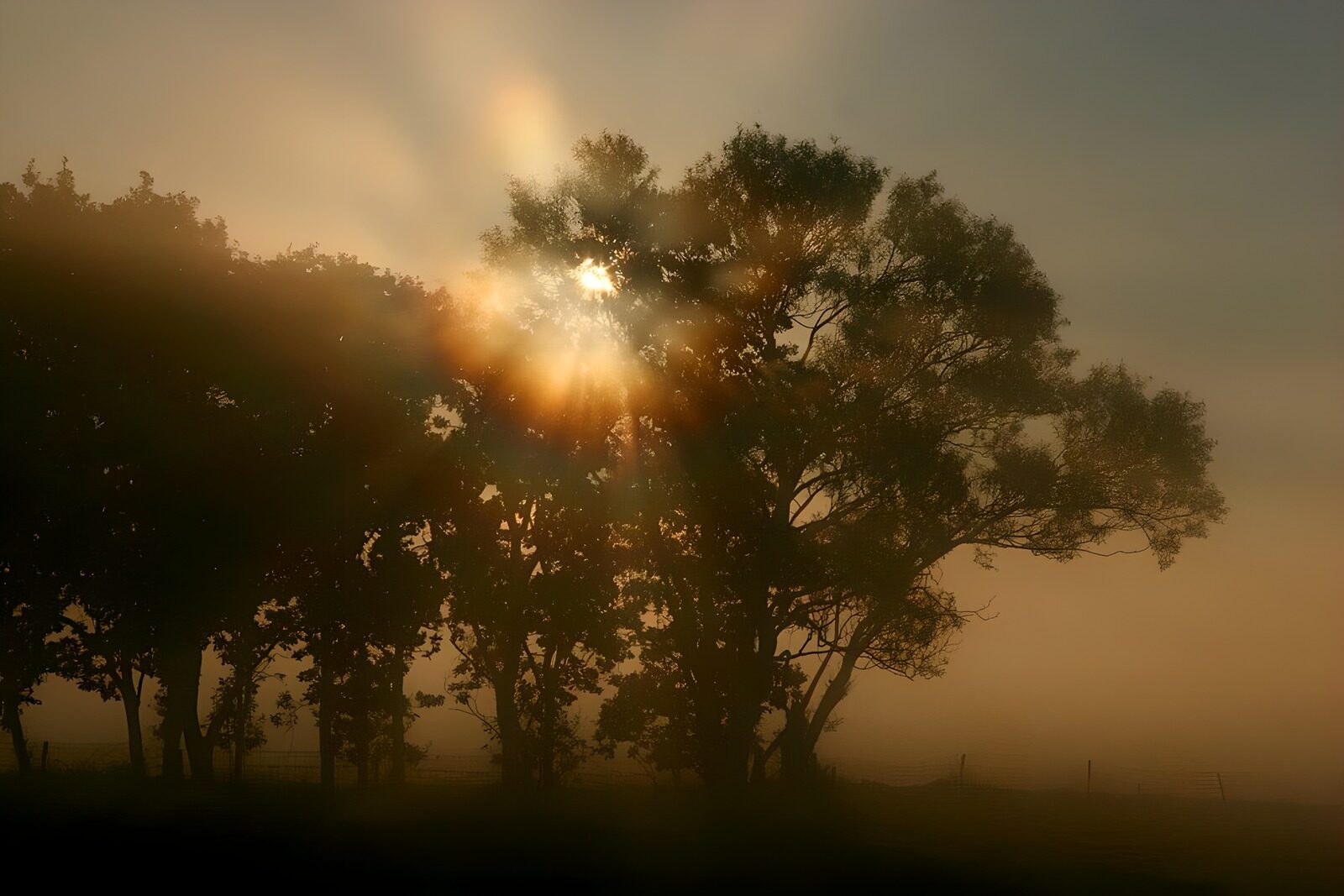 OCUK19348: Sunlight Through the Misty Trees