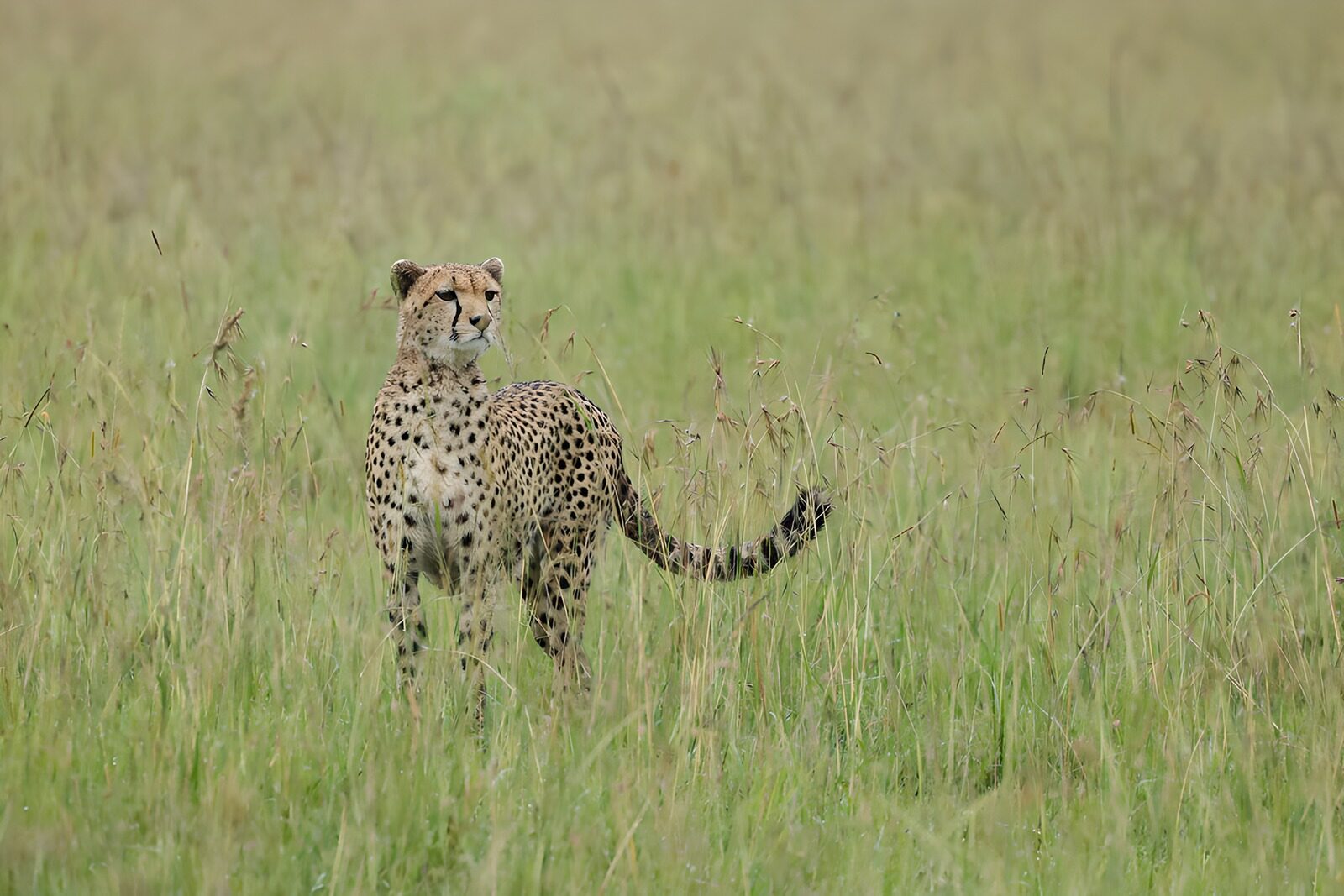 OCUK17742: Majestic Cheetah in Tall Grass
