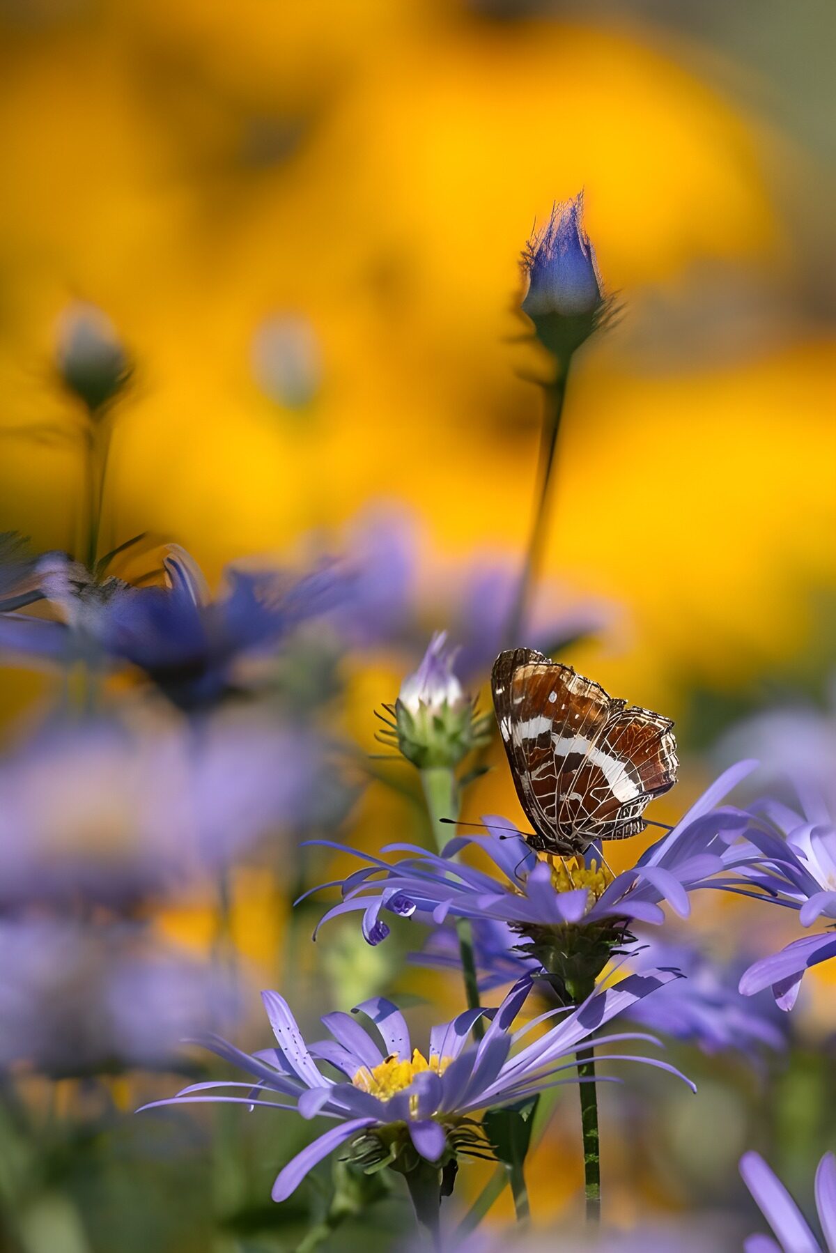 Butterfly Amidst Colorful Blooms