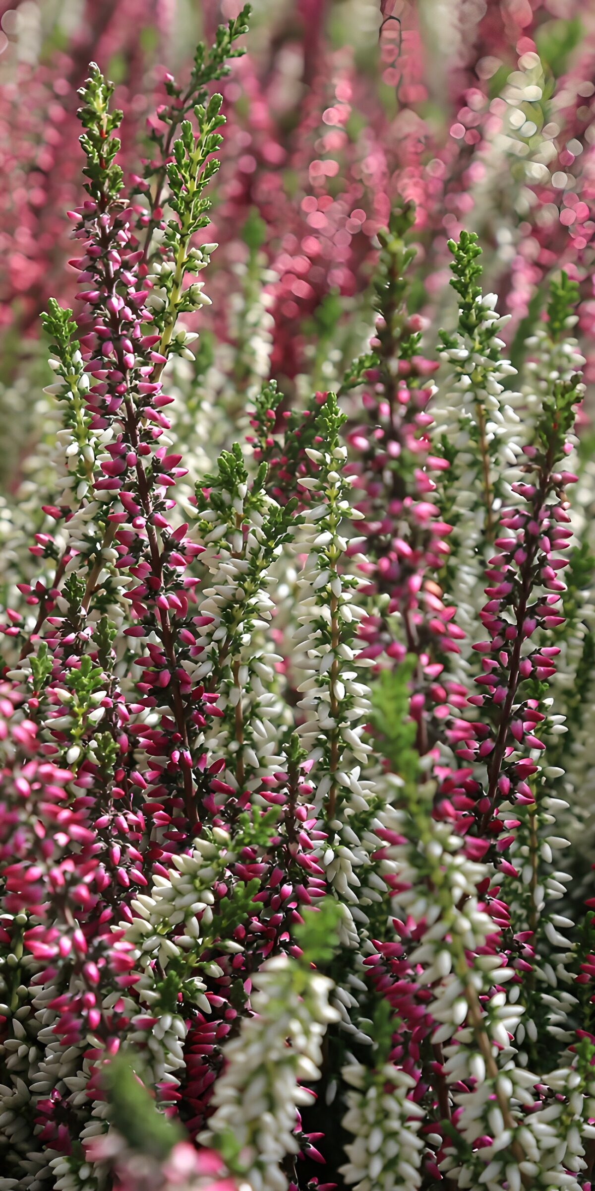 OCUK42828: Blossoming Heather in Vibrant Hues