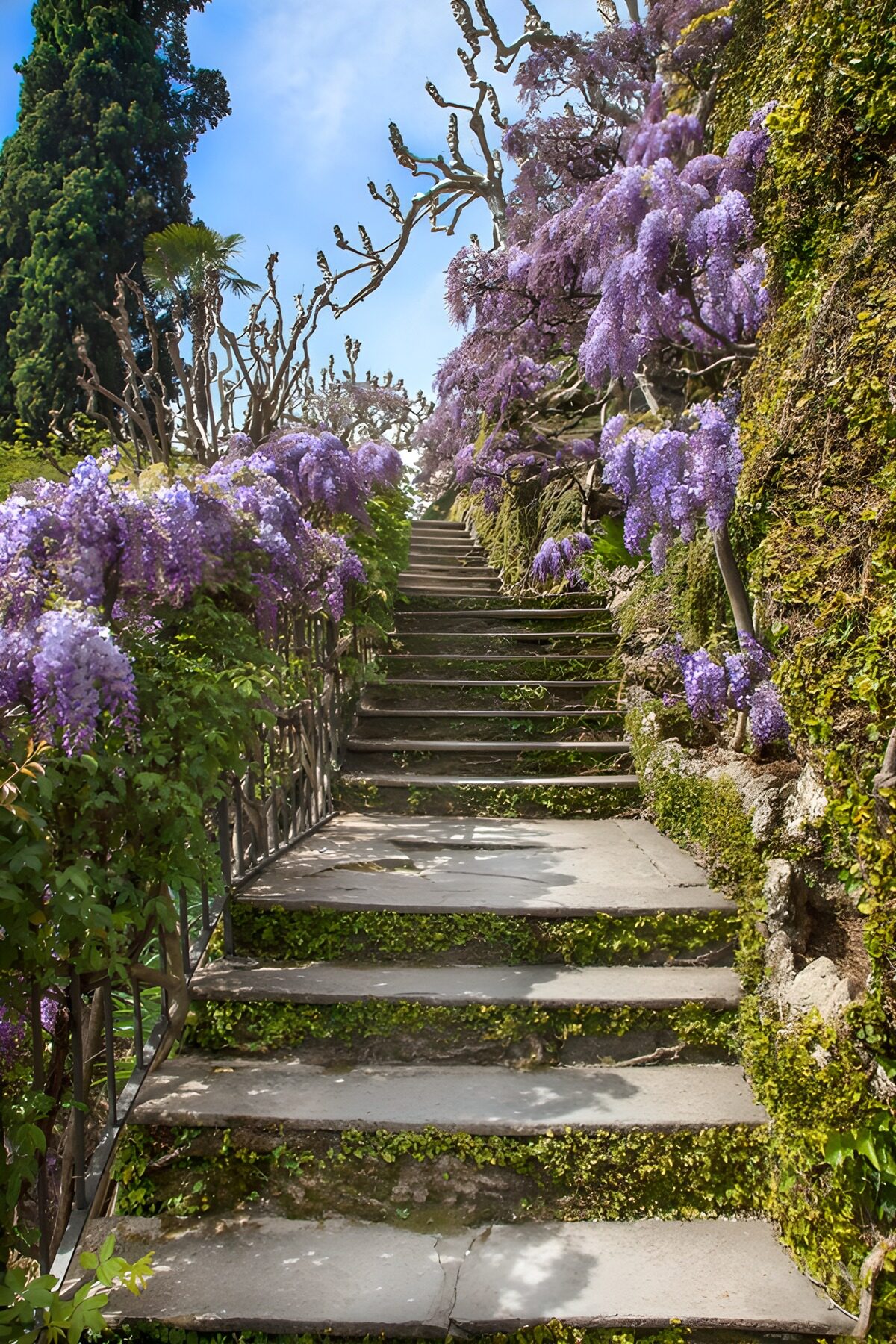 OCUK44473: Enchanted Wisteria Steps