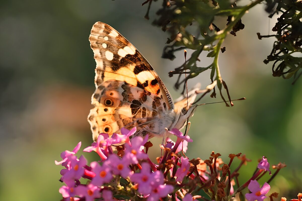 OCUK72632: Butterflies 16