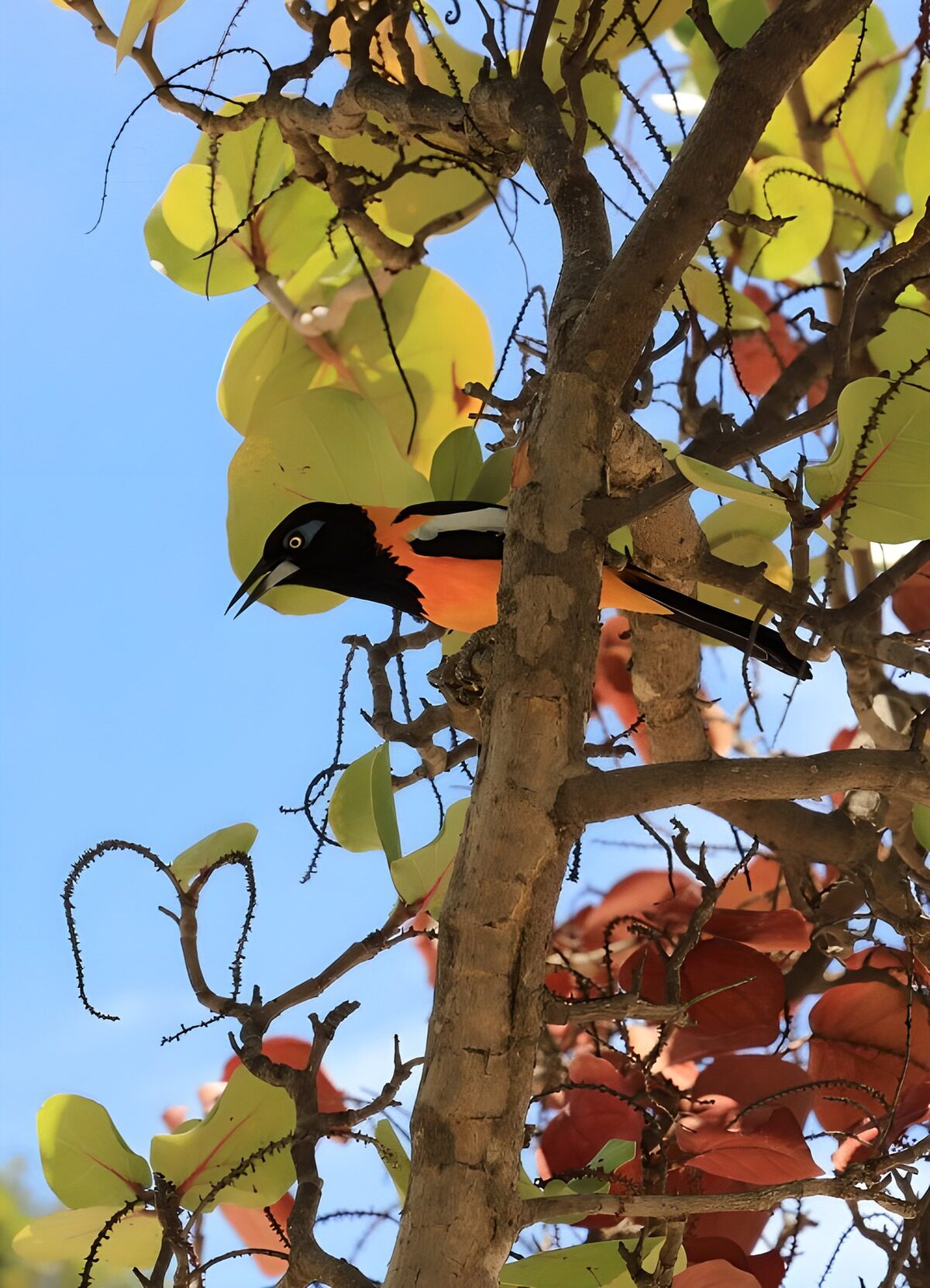 OCUK86832: Colorful Bird Among Lush Leaves