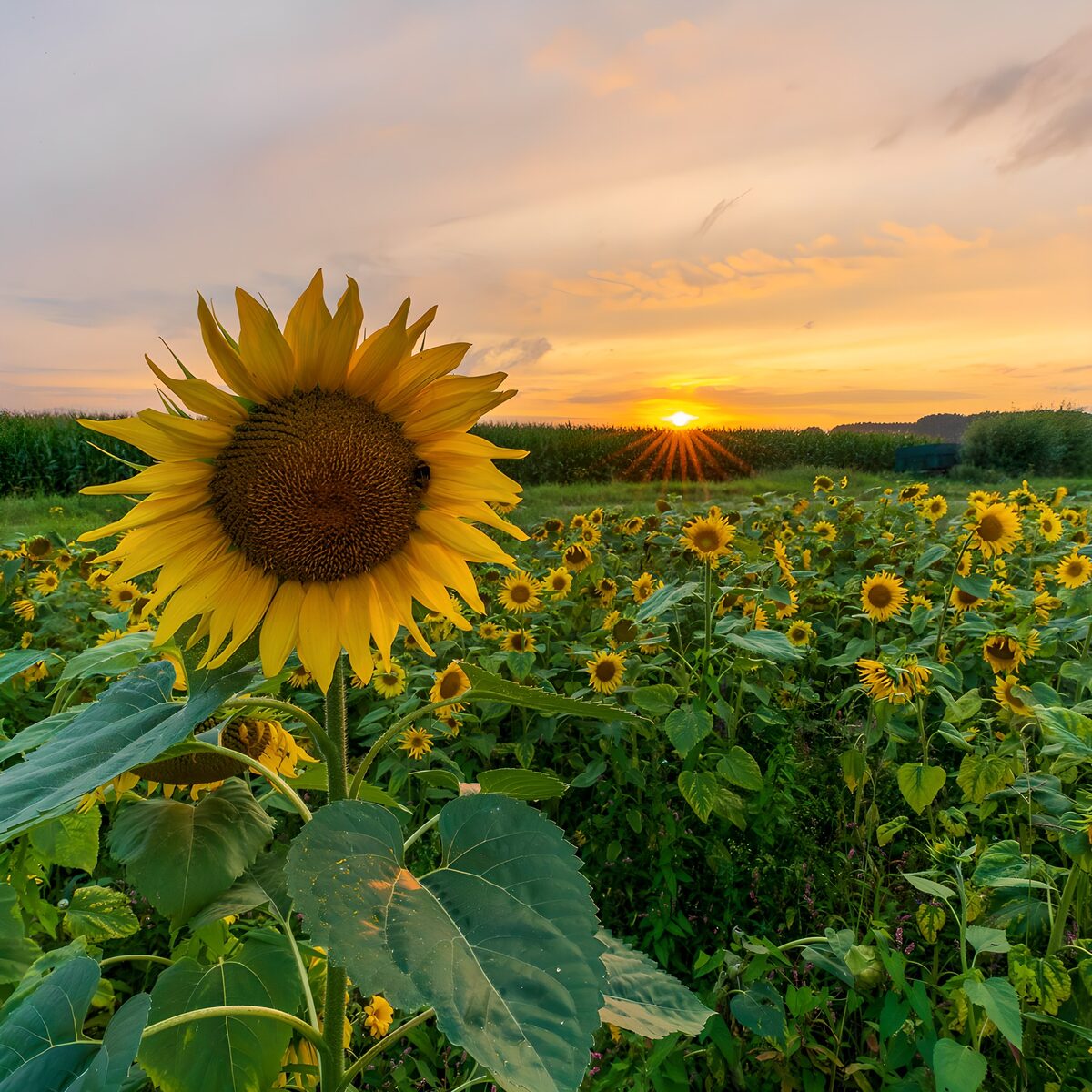 Golden Sunflowers at Sunset