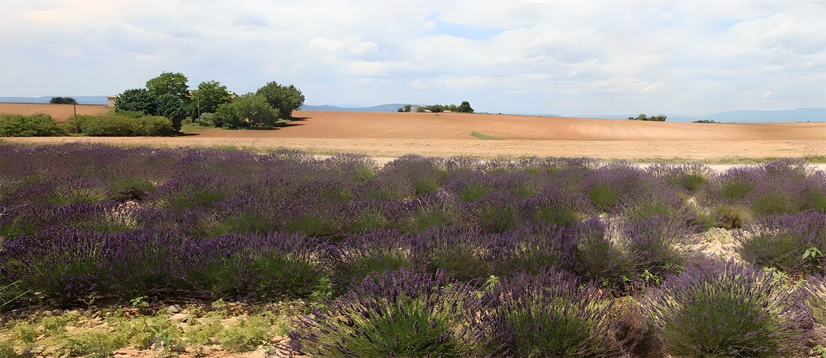 OCUK99194: Lavender Fields in Bloom