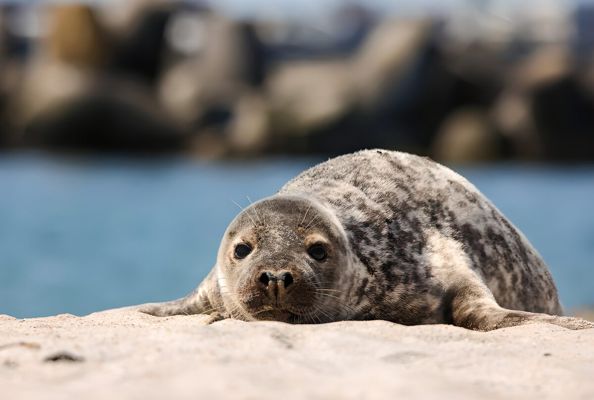 Curious Seal on the Shore