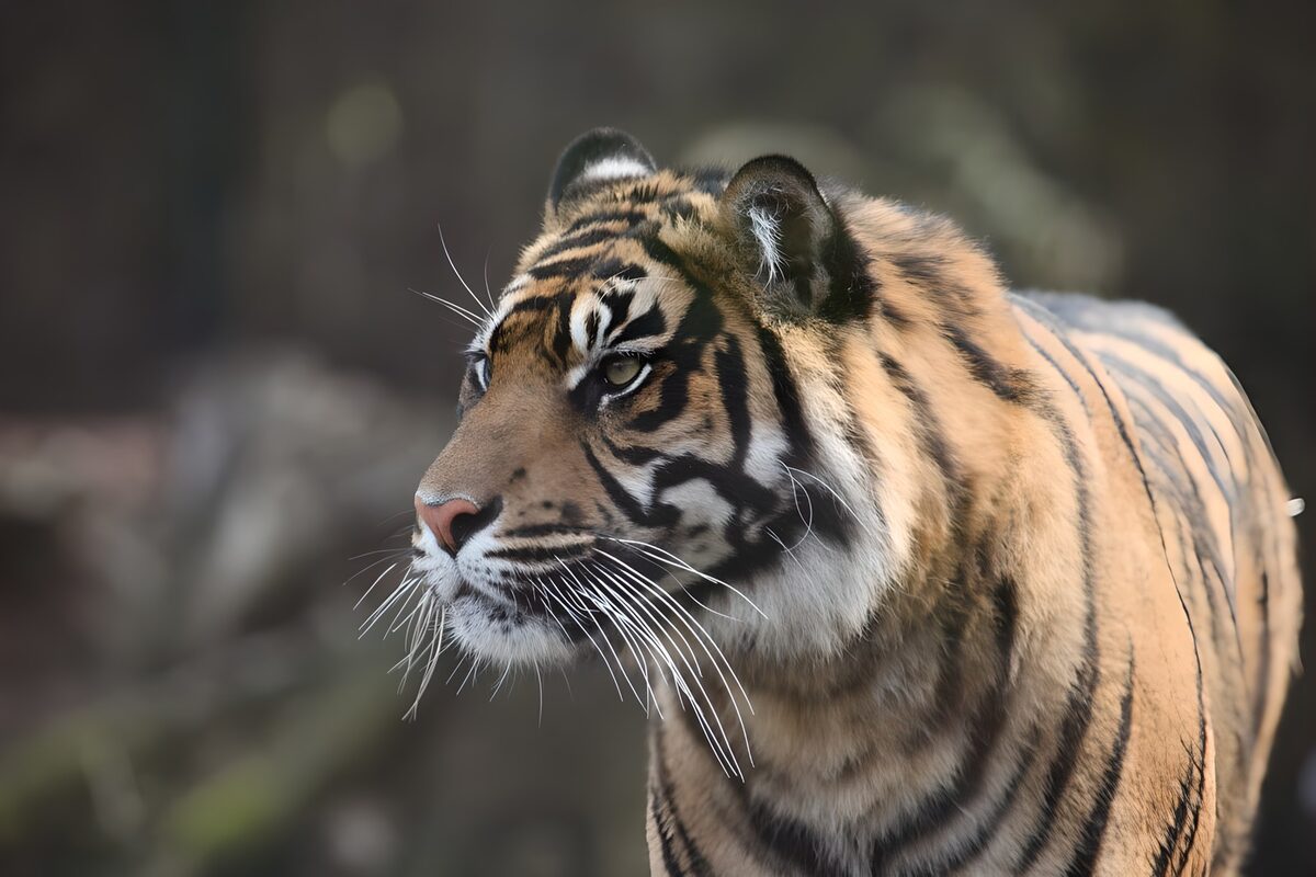 Majestic Tiger Close-Up