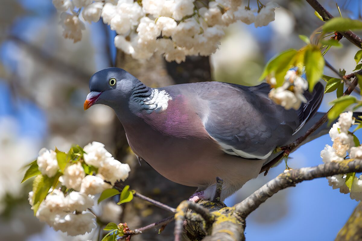 Wood Pigeon in Cherry Blossoms