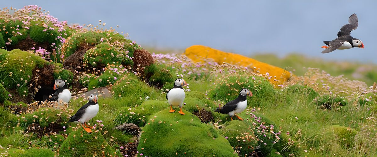 OCUK83897: Puffins on a Colorful Coastal Meadow