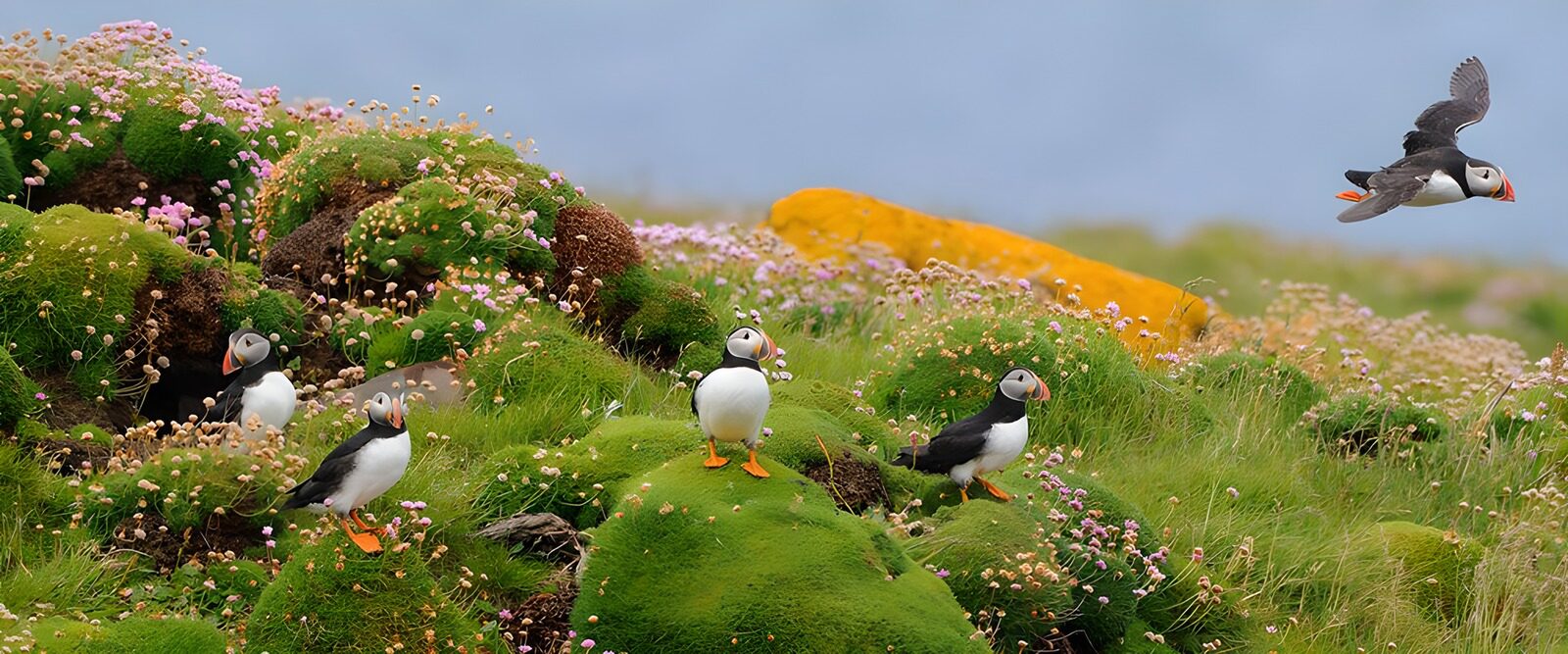 OCUK83897: Puffins on a Colorful Coastal Meadow