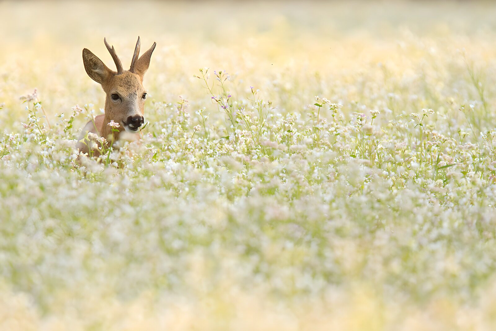 OCUK76524: Serene Deer in a Meadow of Flowers