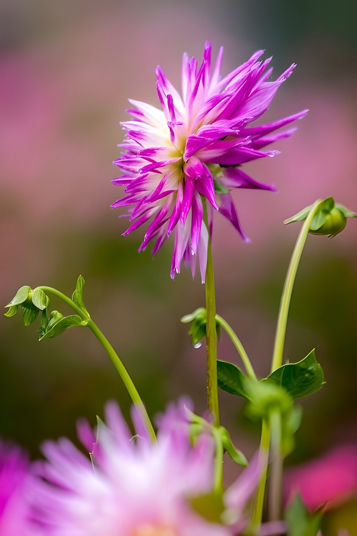 OCUK82109: Radiant Pink Blossom