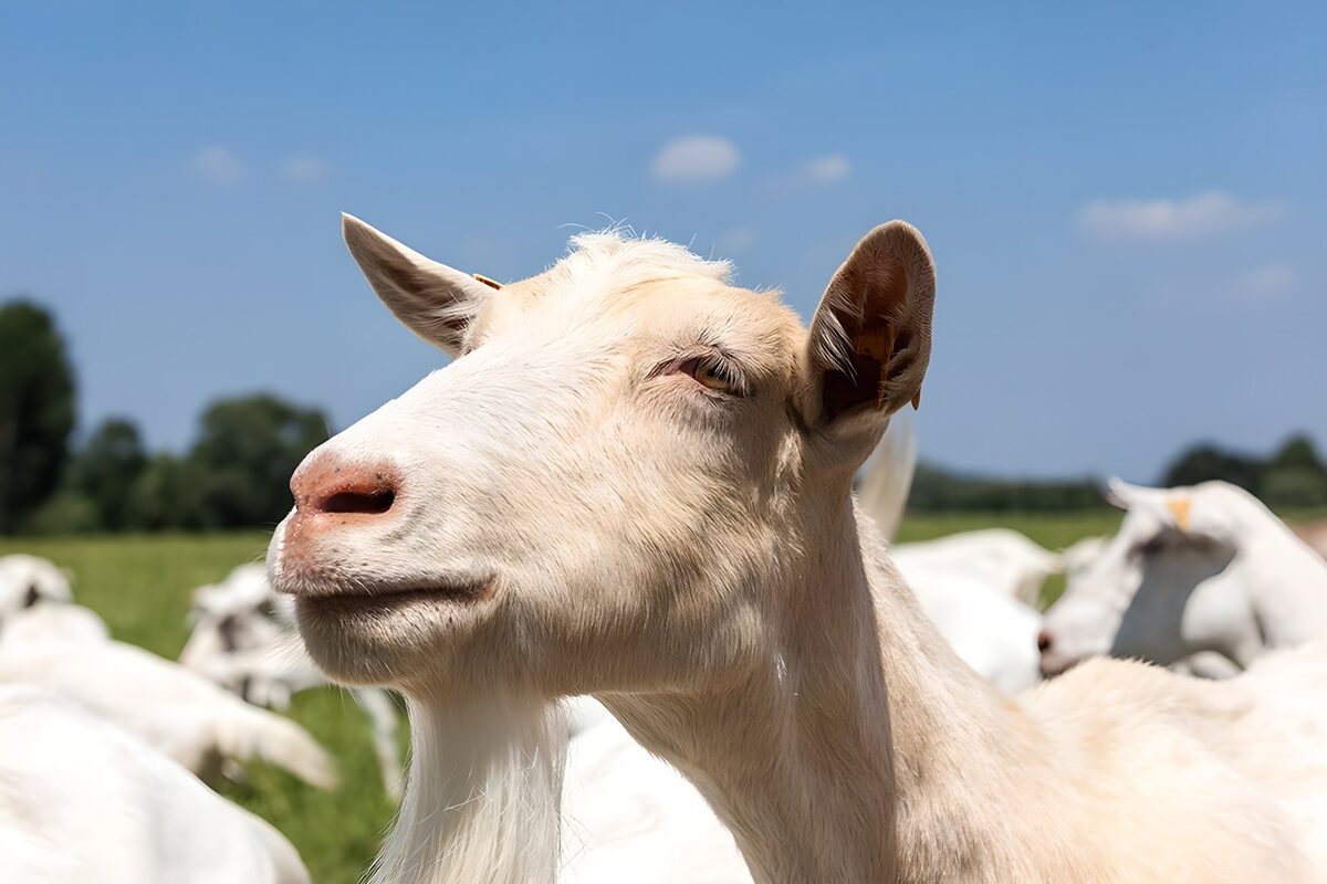 Graceful Goat in Green Pasture