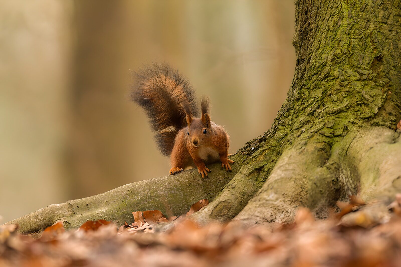 OCUK42096: Curious Squirrel on a Tree Root