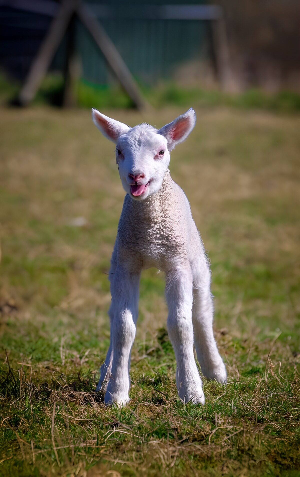 OCUK90638: Playful Lamb in Sunny Meadow