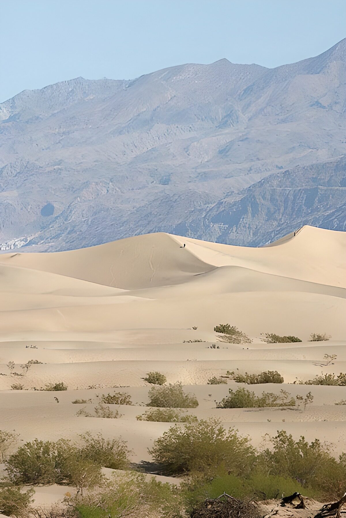 OCUK23098: Desert , groundcover ,mountians
