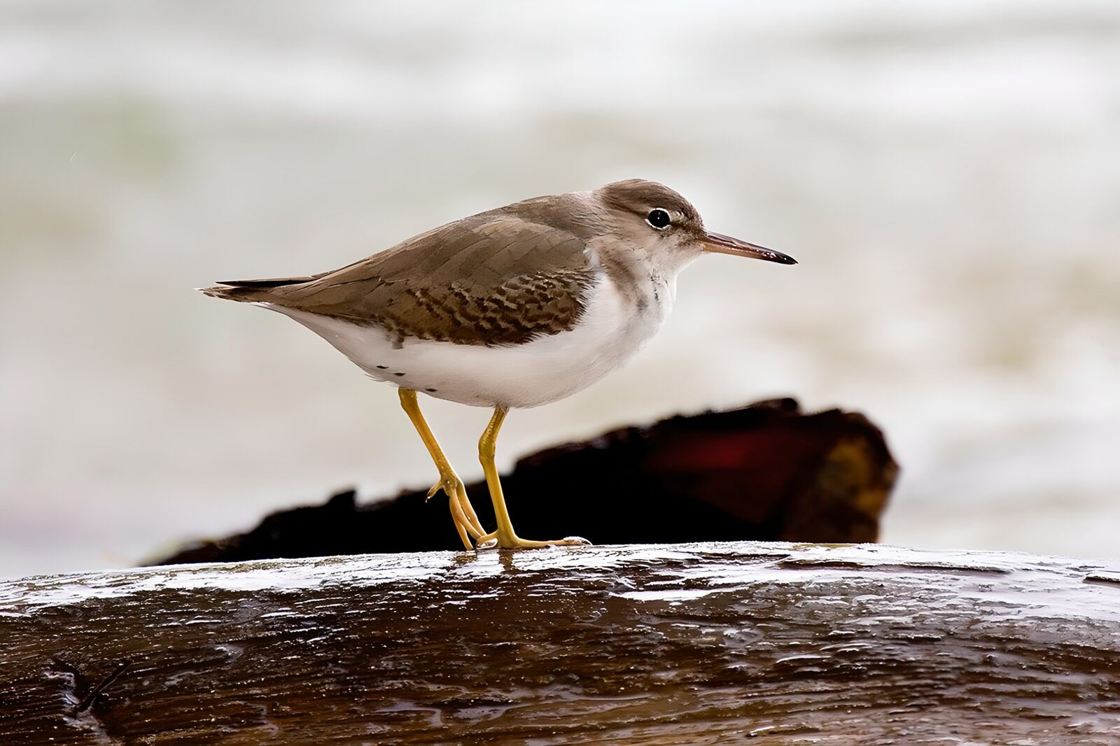 OCUK36647: Spotted Sandpiper on a Log