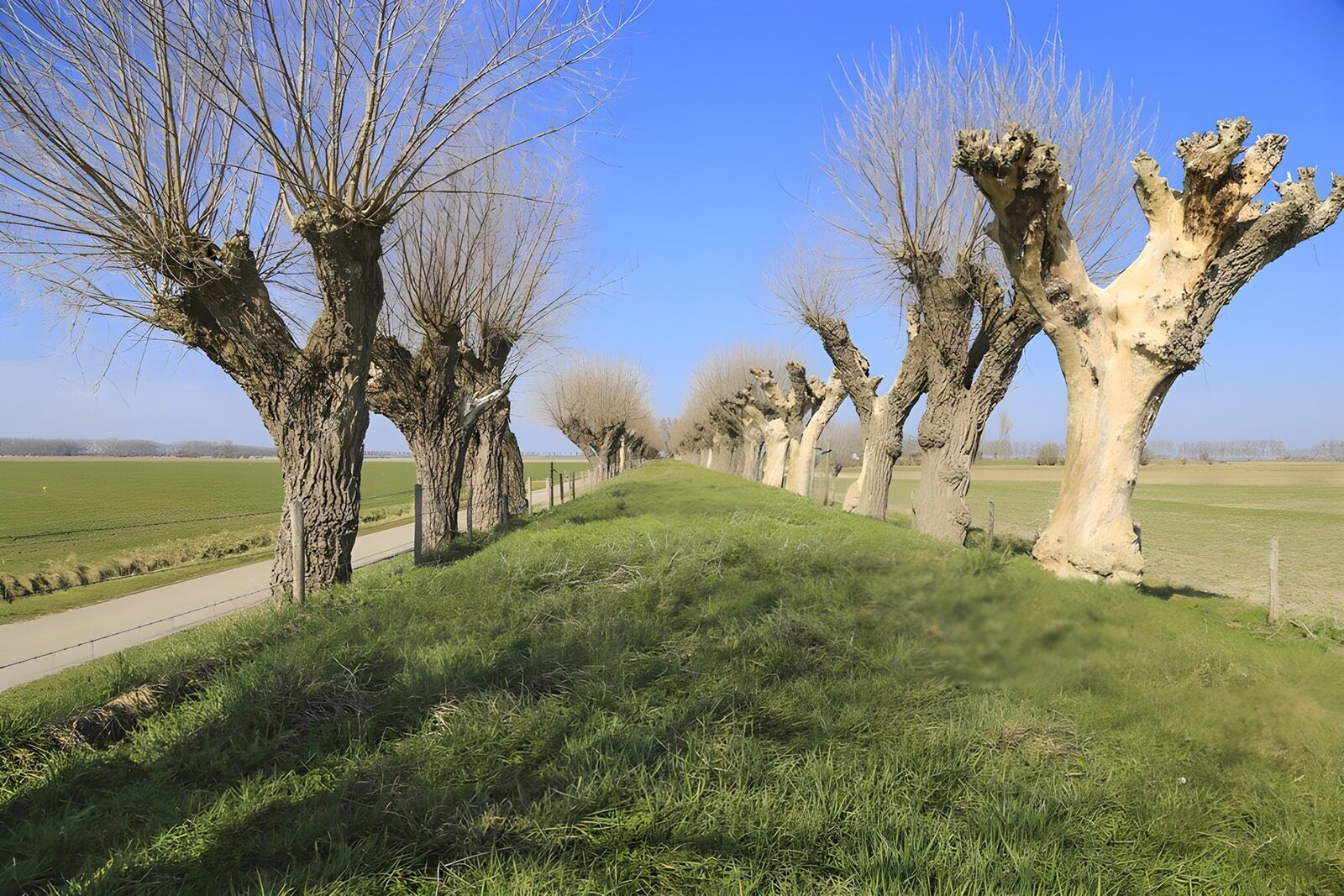 OCUK75376: Tranquil Tree-lined Pathway