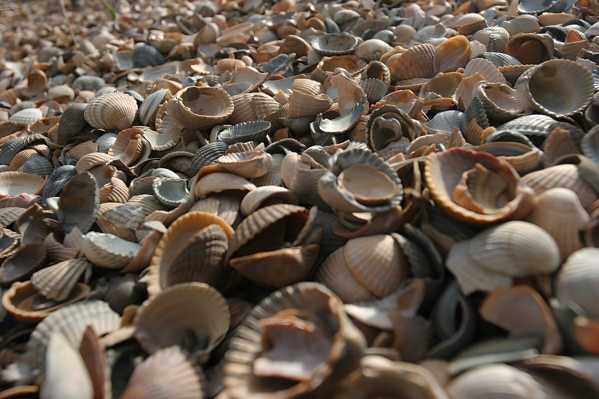 OCUK46746: Beach Shells Collection