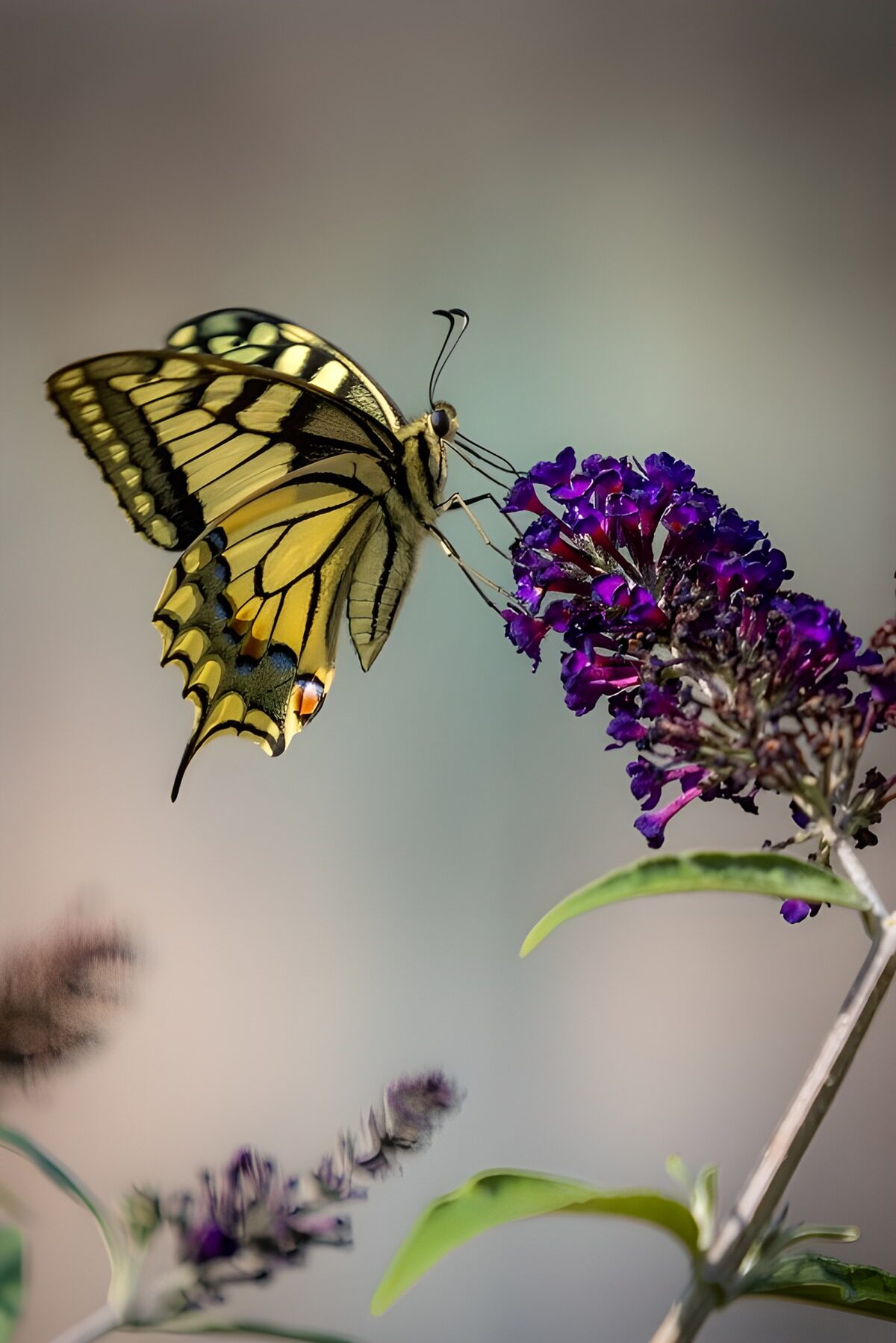 OCUK53826: Vibrant Butterfly on Purple Blooms