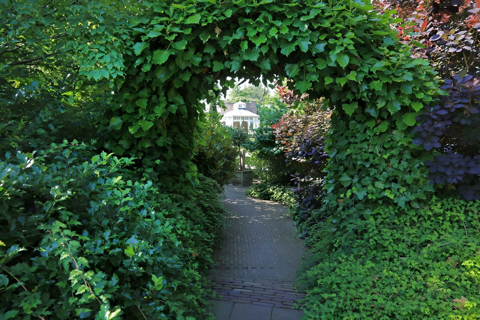 OCUK94713: Arch covered with ivy and a pathway to orangery