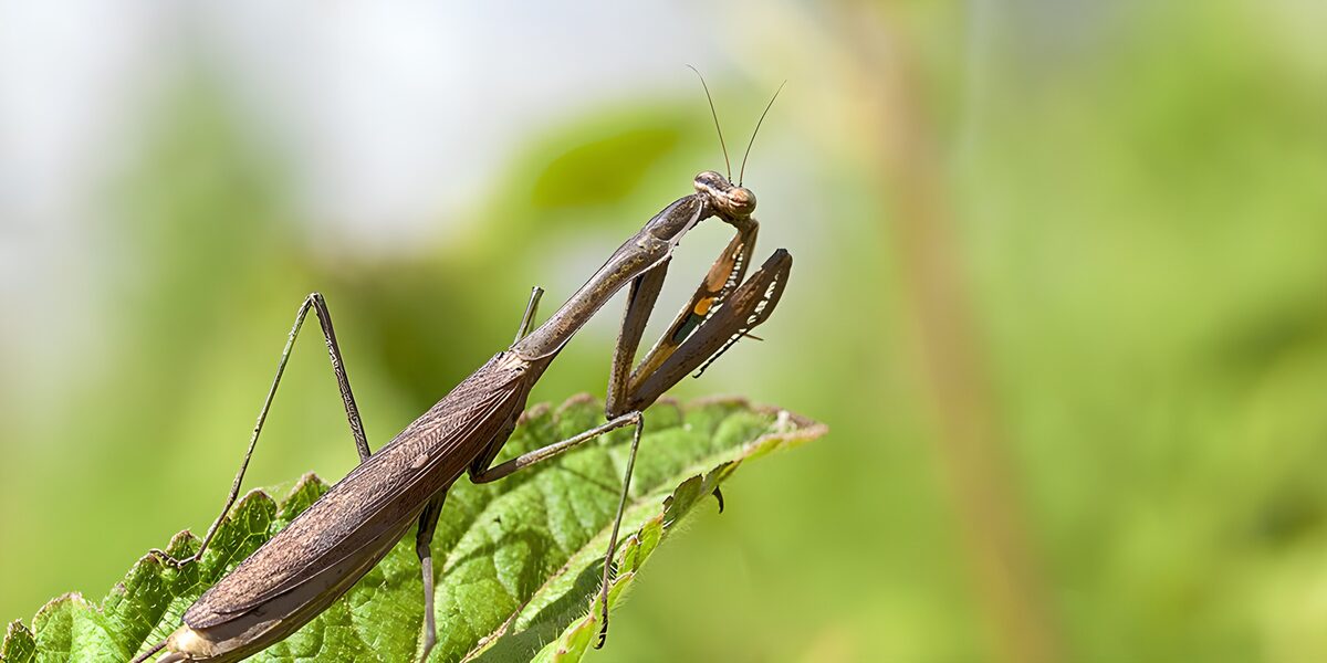 Praying Mantis on a Leaf