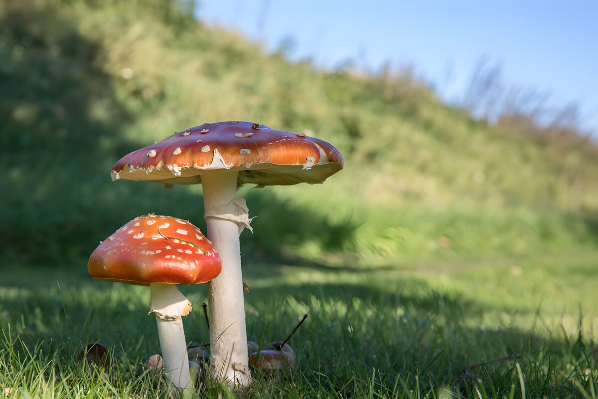 Enchanting Red Mushrooms in Nature
