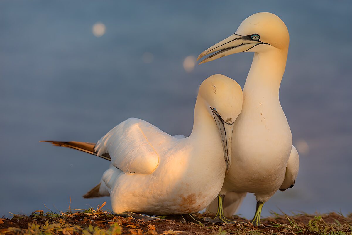 Seabirds Nesting by the Shore