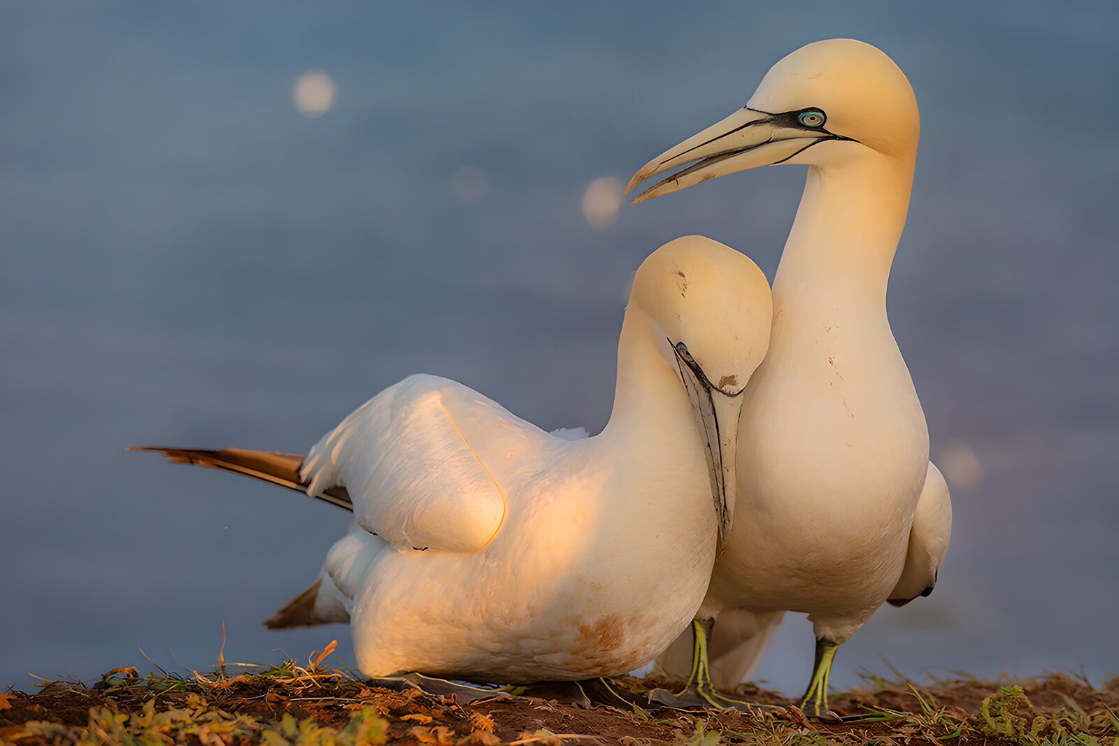 OCUK11741: Seabirds Nesting by the Shore