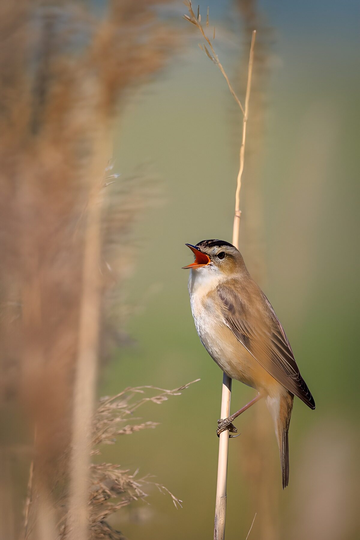OCUK56728: Singing Reed Warbler