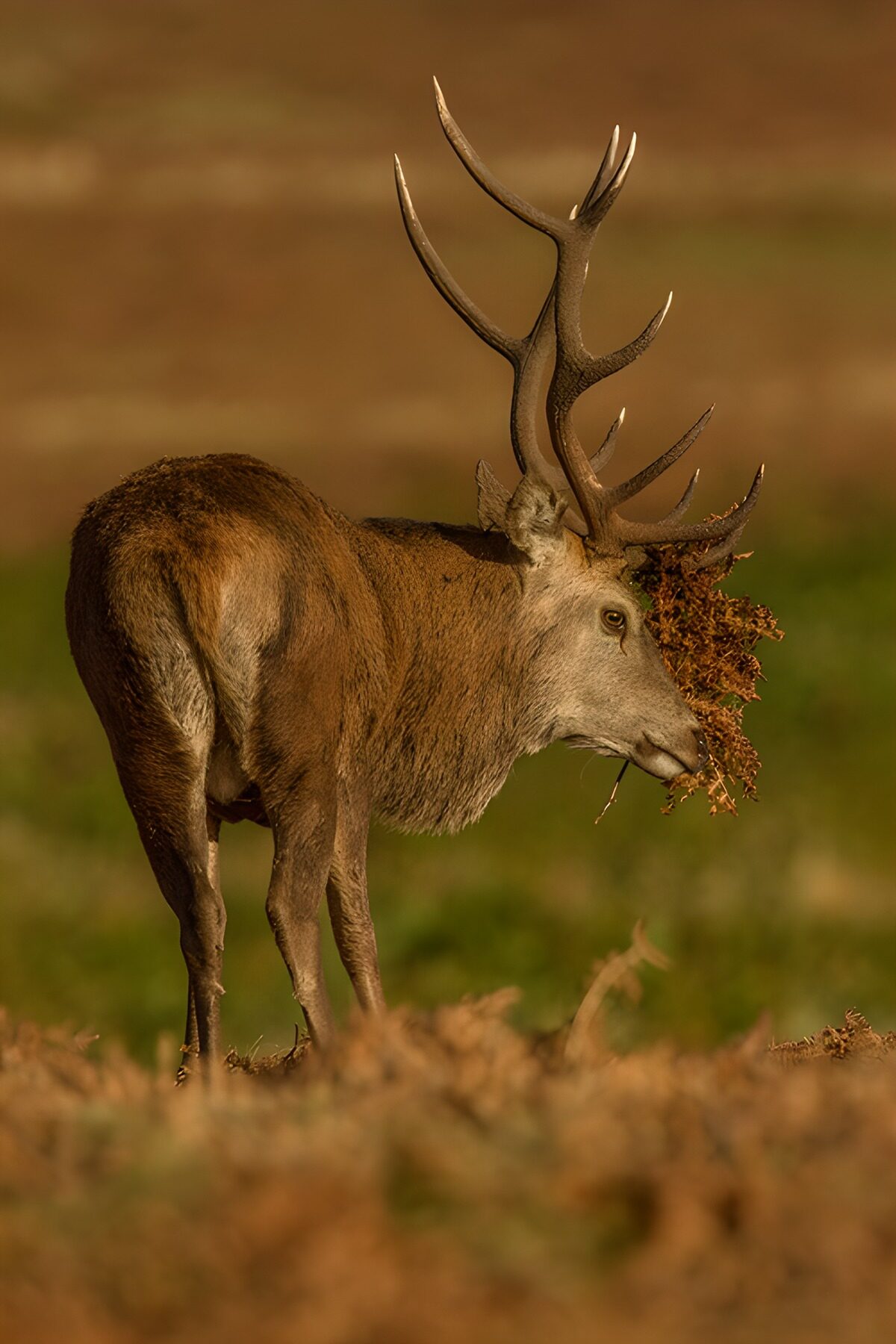 OCUK36307: Majestic Stag Foraging in the Meadow