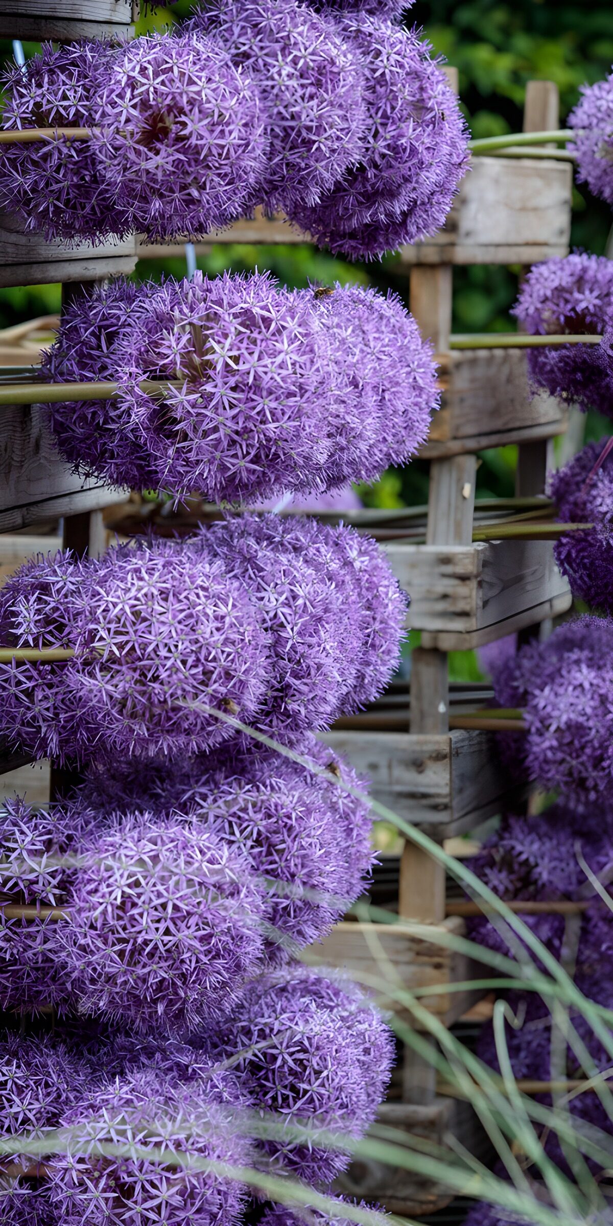 OCUK30007: Vibrant Purple Floral Display