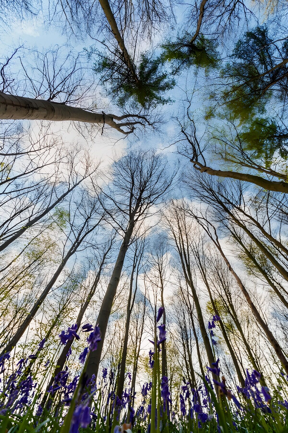 OCUK62611: Enchanted Forest Canopy