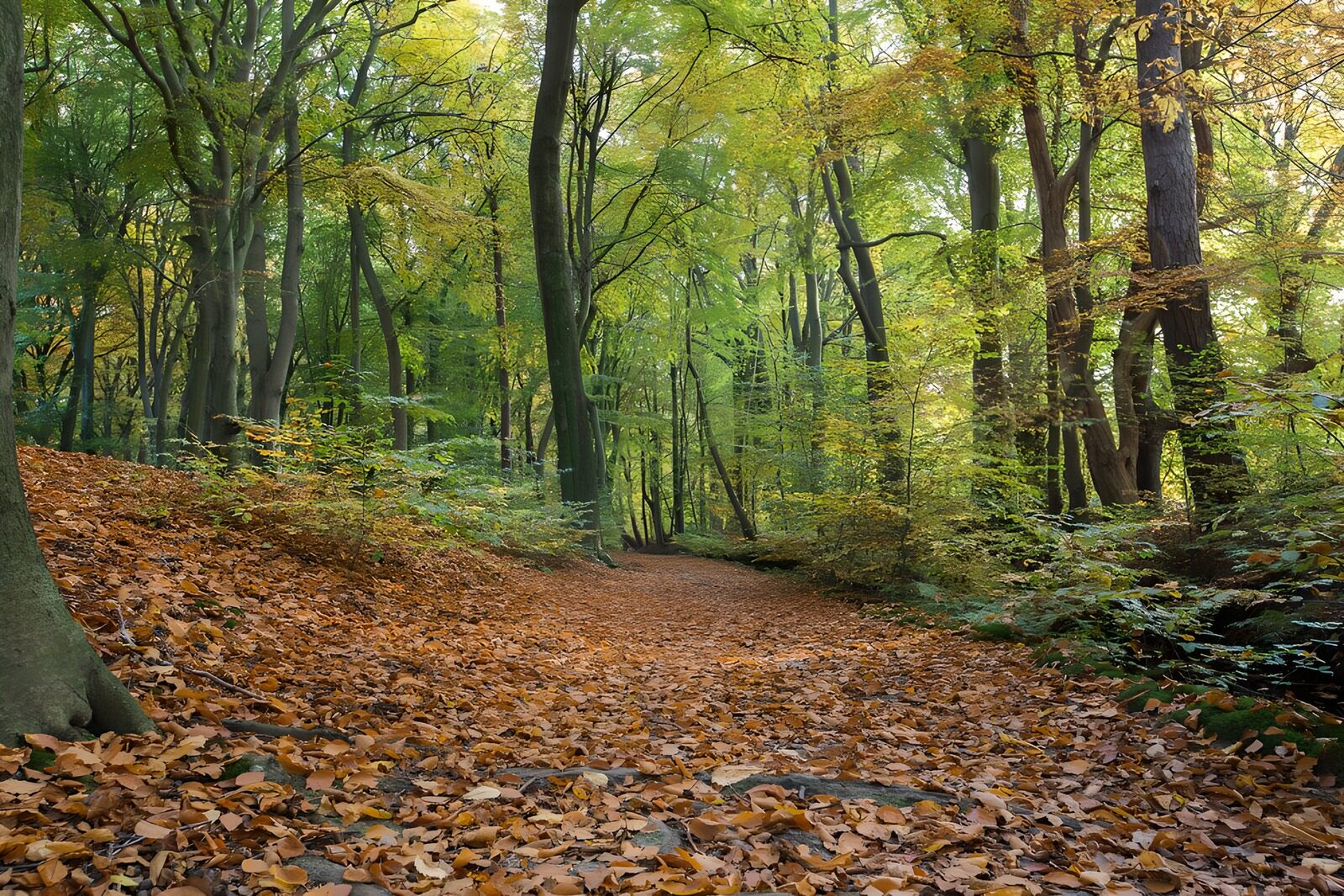 OCUK18151: Forest pathway in the autumn