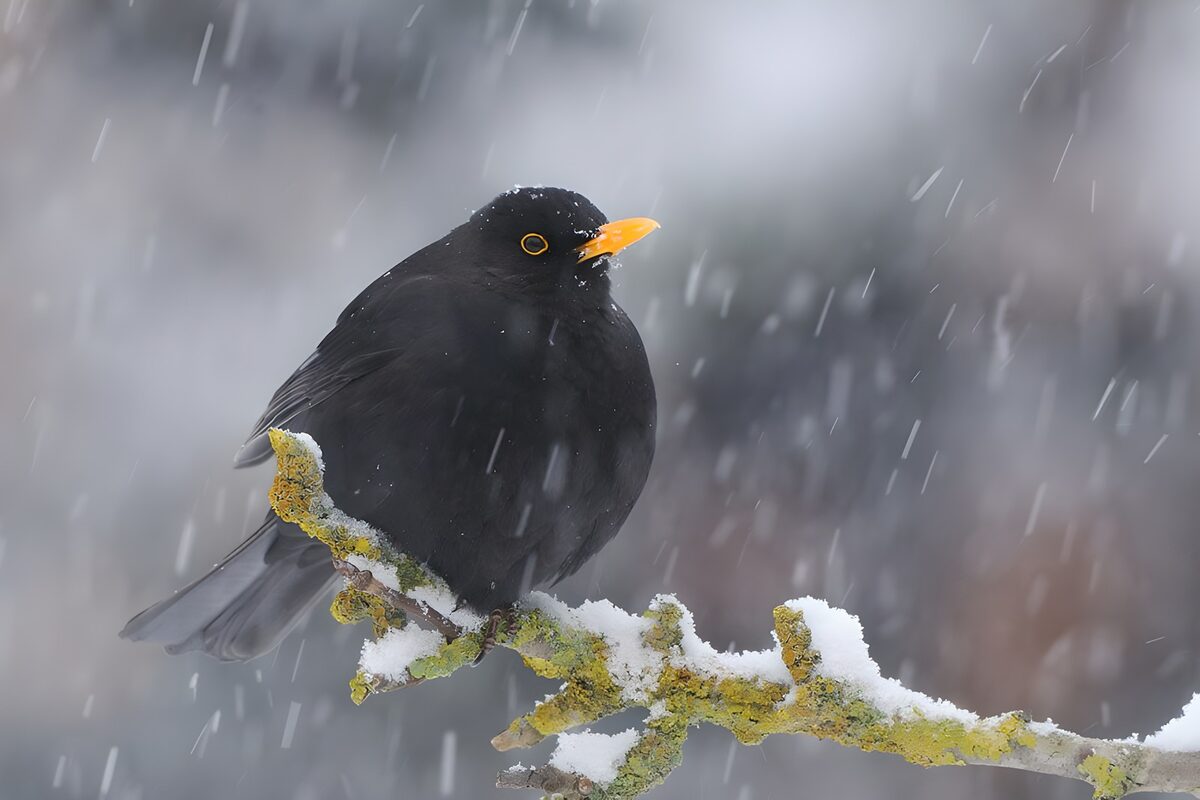 Blackbird in a Snowy Scene