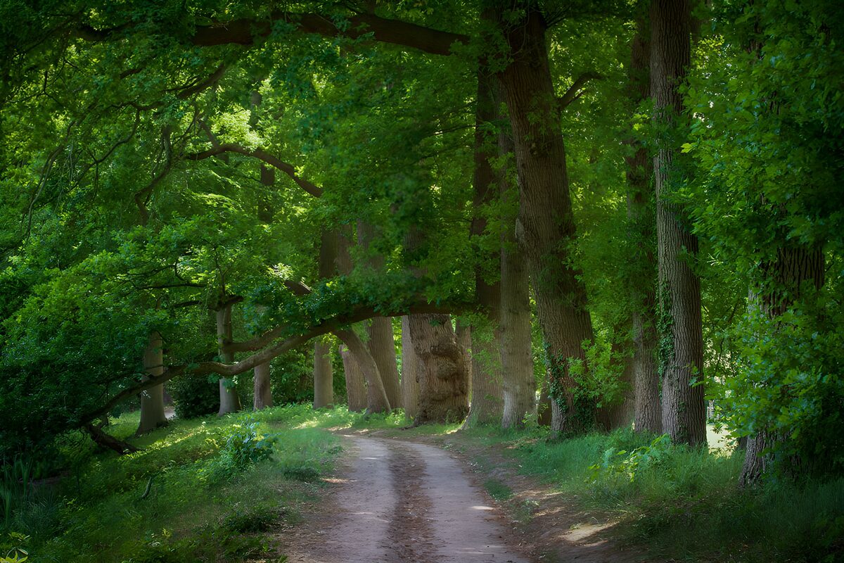 OCUK66280: Serene Forest Pathway