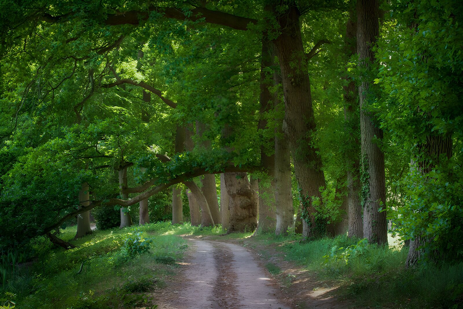 OCUK66280: Serene Forest Pathway