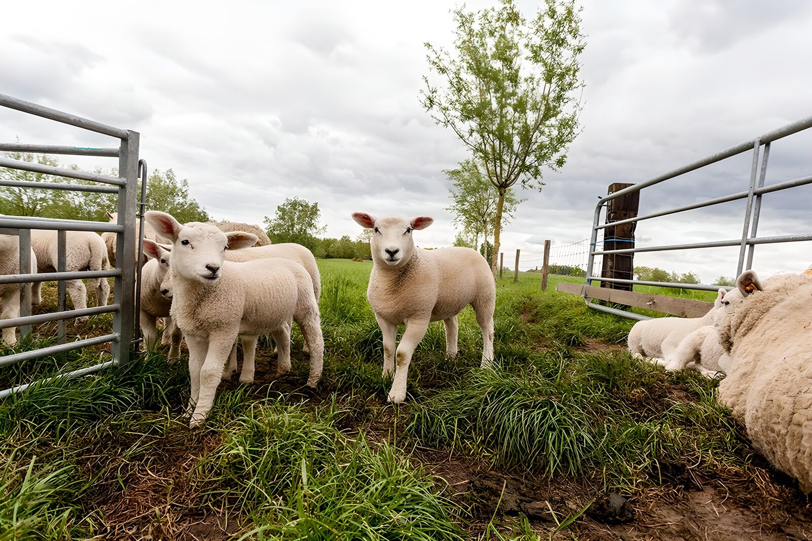 OCUK31087: Playful Lambs in a Green Pasture