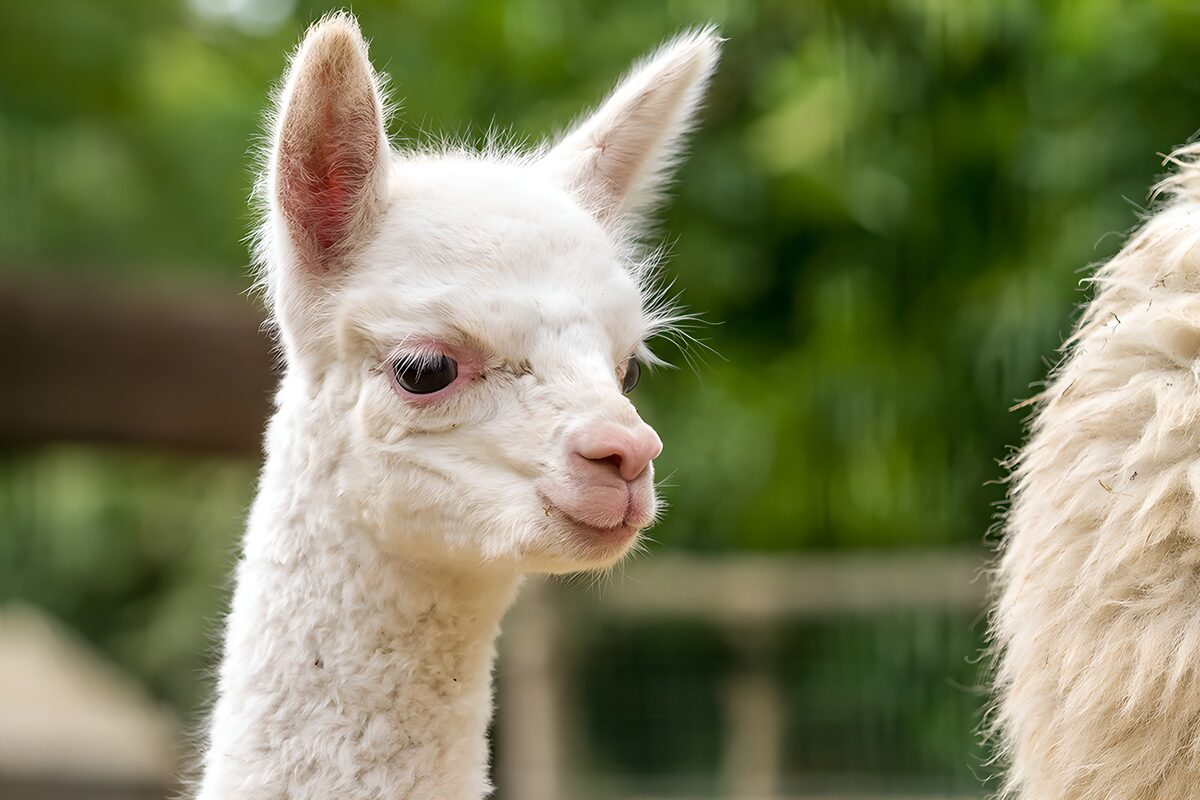 Adorable Young Alpaca Portrait