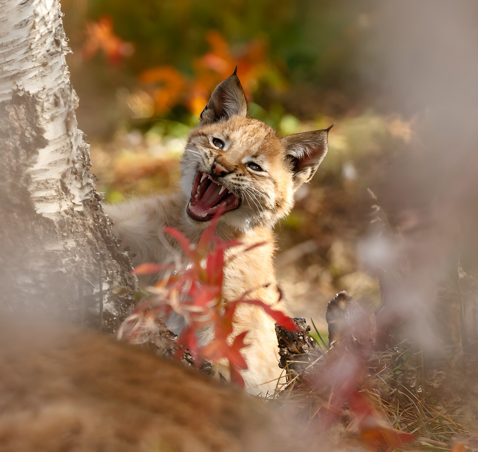 OCUK19578: Playful Lynx Kitten in the Wild
