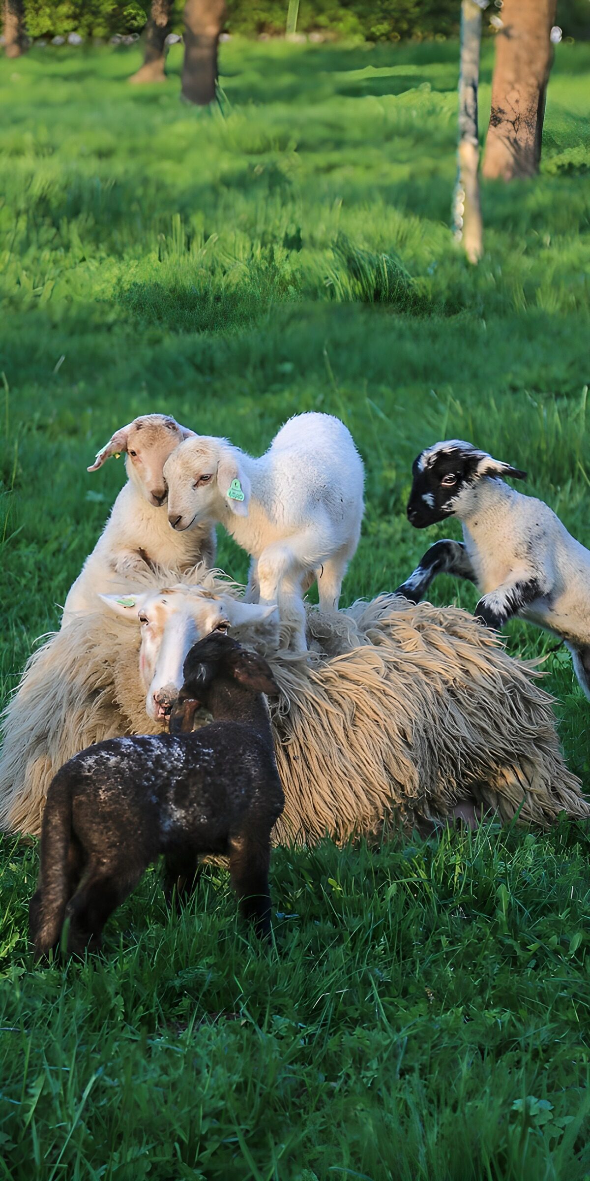 OCUK47354: Playful Lambs in a Lush Meadow