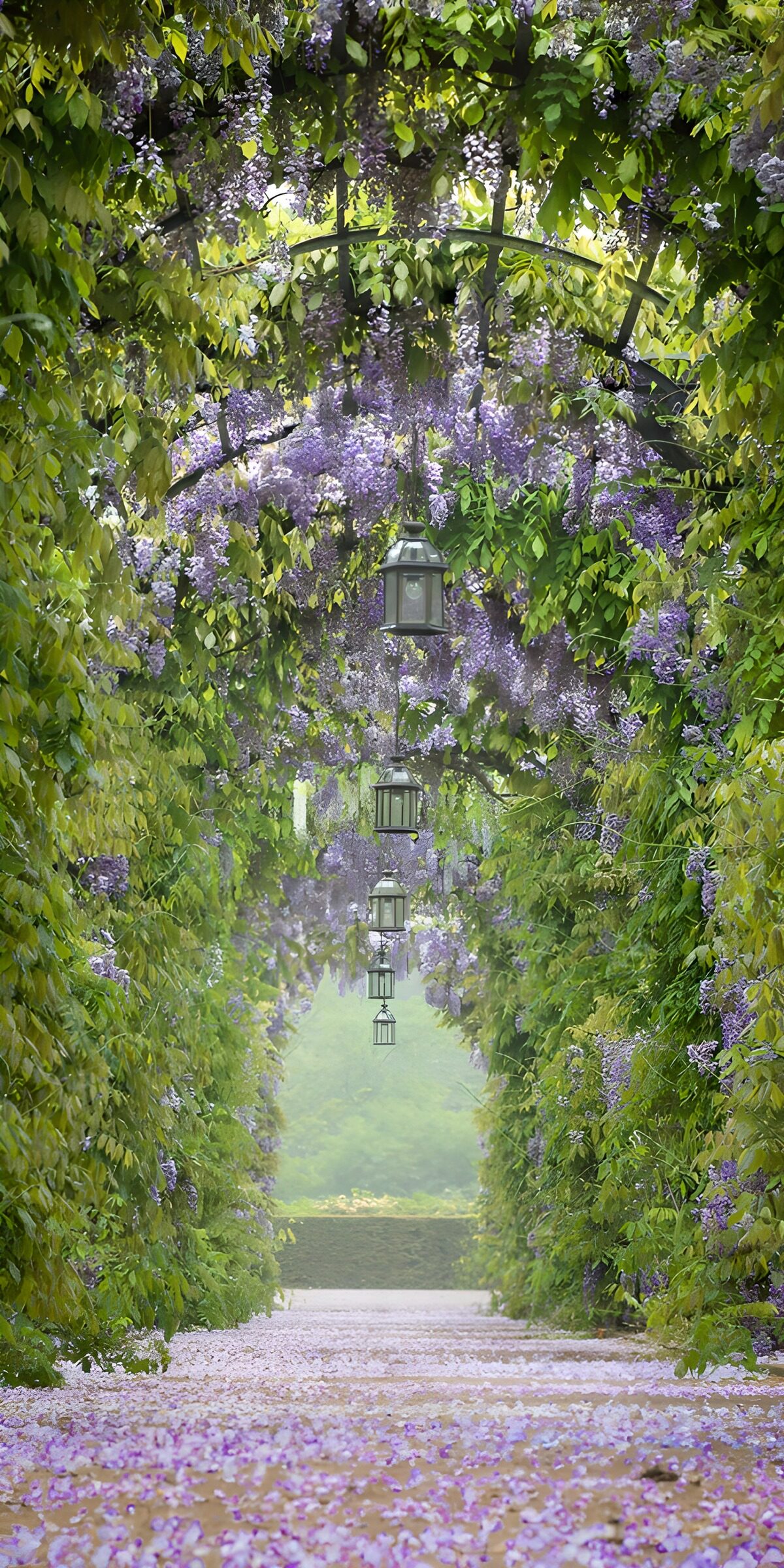 OCUK81275: Wisteria-Lined Garden Pathway