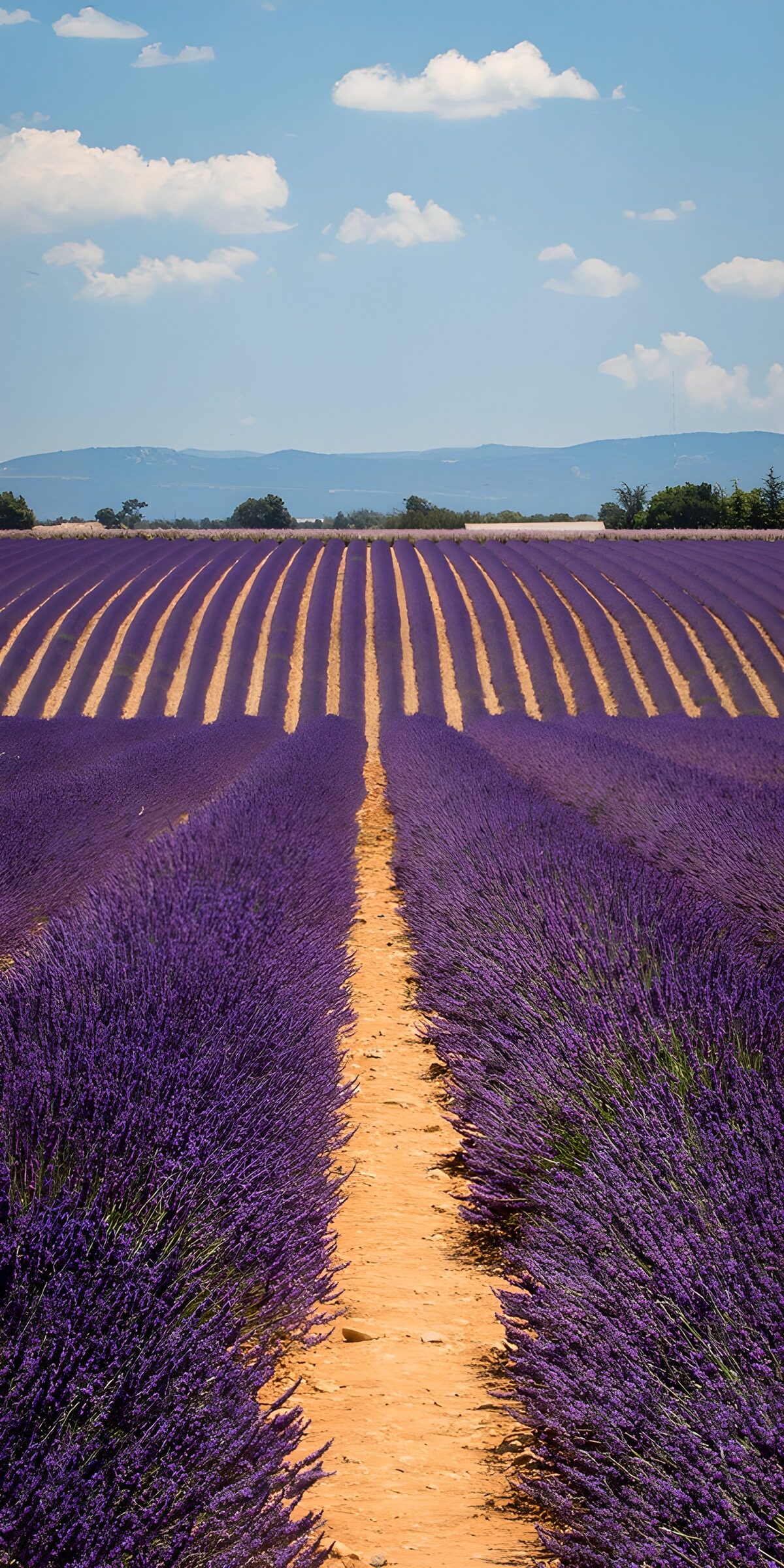 OCUK48343: Serene Lavender Fields Under Blue Skies