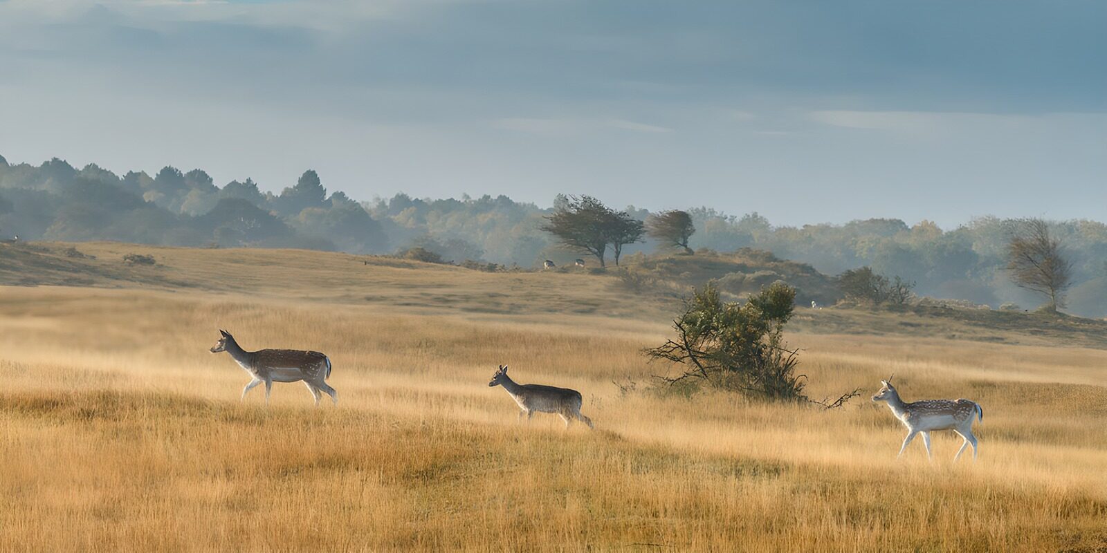 OCUK17851: Graceful Deer in a Misty Meadow